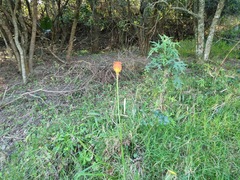 Kniphofia uvaria