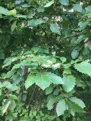 Quercus bicolor
