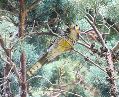 Anthochaera paradoxa