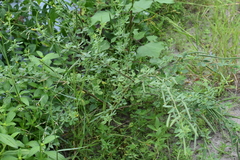 Cleome viscosa