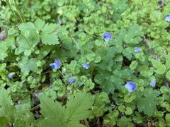 Veronica filiformis