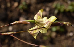 Moraea gawleri