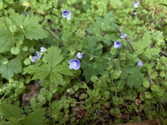 Veronica filiformis
