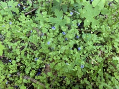 Veronica filiformis