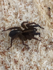 Trochosa