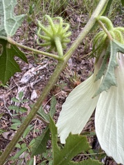 Hibiscus aculeatus