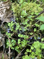 Veronica filiformis