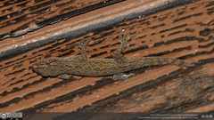 Hemidactylus frenatus