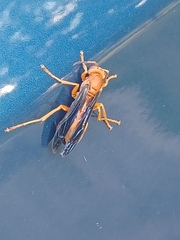 Polistes carolina
