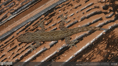 Hemidactylus frenatus