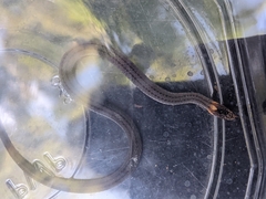 Storeria occipitomaculata