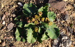 Euphorbia tuberosa