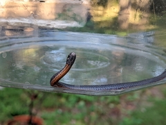 Storeria occipitomaculata