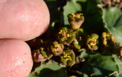 Euphorbia tuberosa