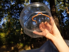 Storeria occipitomaculata