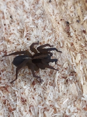 Trochosa