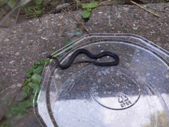 Storeria occipitomaculata