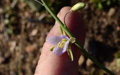 Heliophila cornuta squamata