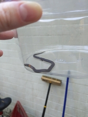 Storeria occipitomaculata