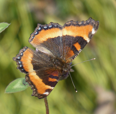 Aglais milberti