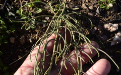 Heliophila cornuta squamata