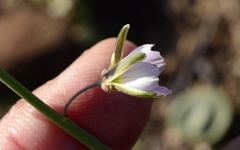 Heliophila cornuta squamata