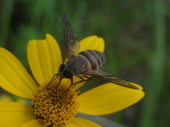 Esenbeckia