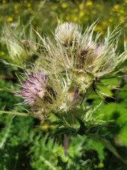 Cirsium obvallatum