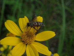 Esenbeckia