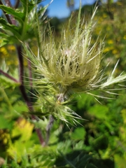 Cirsium obvallatum