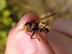 Volucella inanis