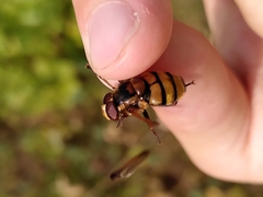 Volucella inanis