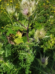 Cirsium obvallatum