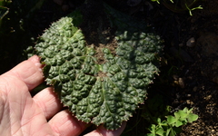 Lichtensteinia latifolia