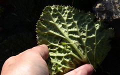 Lichtensteinia latifolia