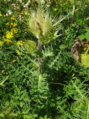 Cirsium obvallatum