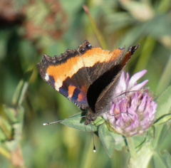 Aglais milberti