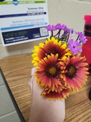 Gaillardia pulchella