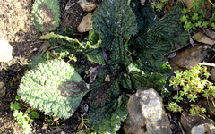 Lichtensteinia latifolia