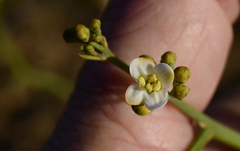 Montinia caryophyllacea