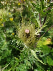 Cirsium obvallatum