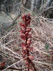 Orobanche gracilis