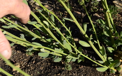 Montinia caryophyllacea