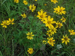 Heliopsis
