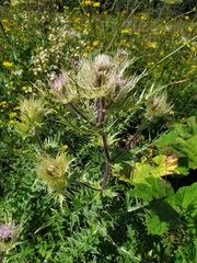 Cirsium obvallatum