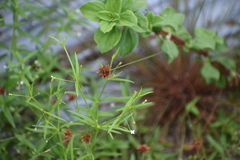 Cyperus rotundus