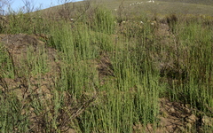 Montinia caryophyllacea