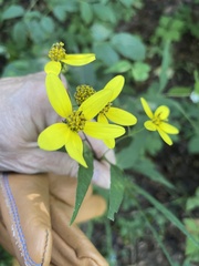 Helianthus microcephalus