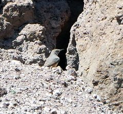 Salpinctes obsoletus