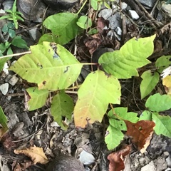 Toxicodendron pubescens